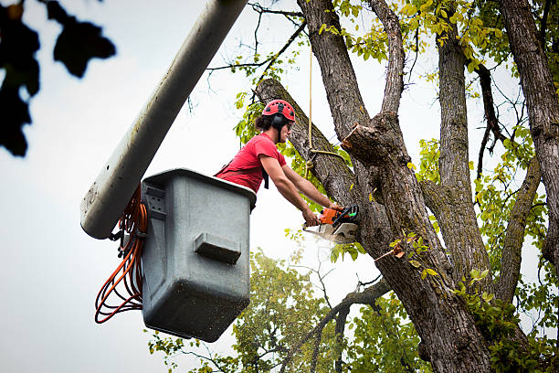 Best Tree Health Inspection  in Crooks, SD